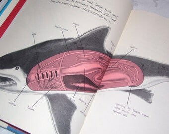 Inside Animals by Gale Cooper, M.D. 1978 Animal Anatomy Vintage