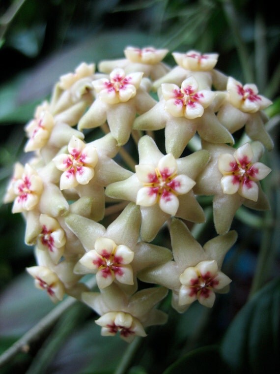 Hoya Limoniaca Rare Succulent & Orchid Companion by Houseplants4u