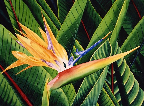 Bird of Paradise Giclee Print 22 x 30 Image area