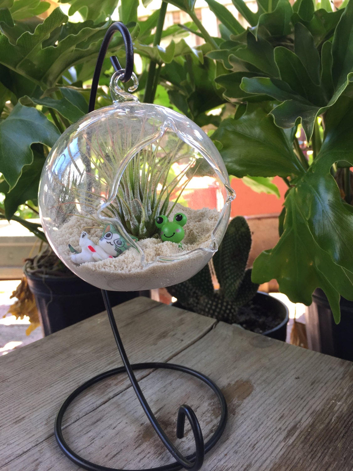 Air Plant Terrarium Kit with FREE STAND / Hanging Glass