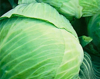 Cabbage seeds Stone Head Organic Heirloom Vegetable Seeds from Ukraine #327