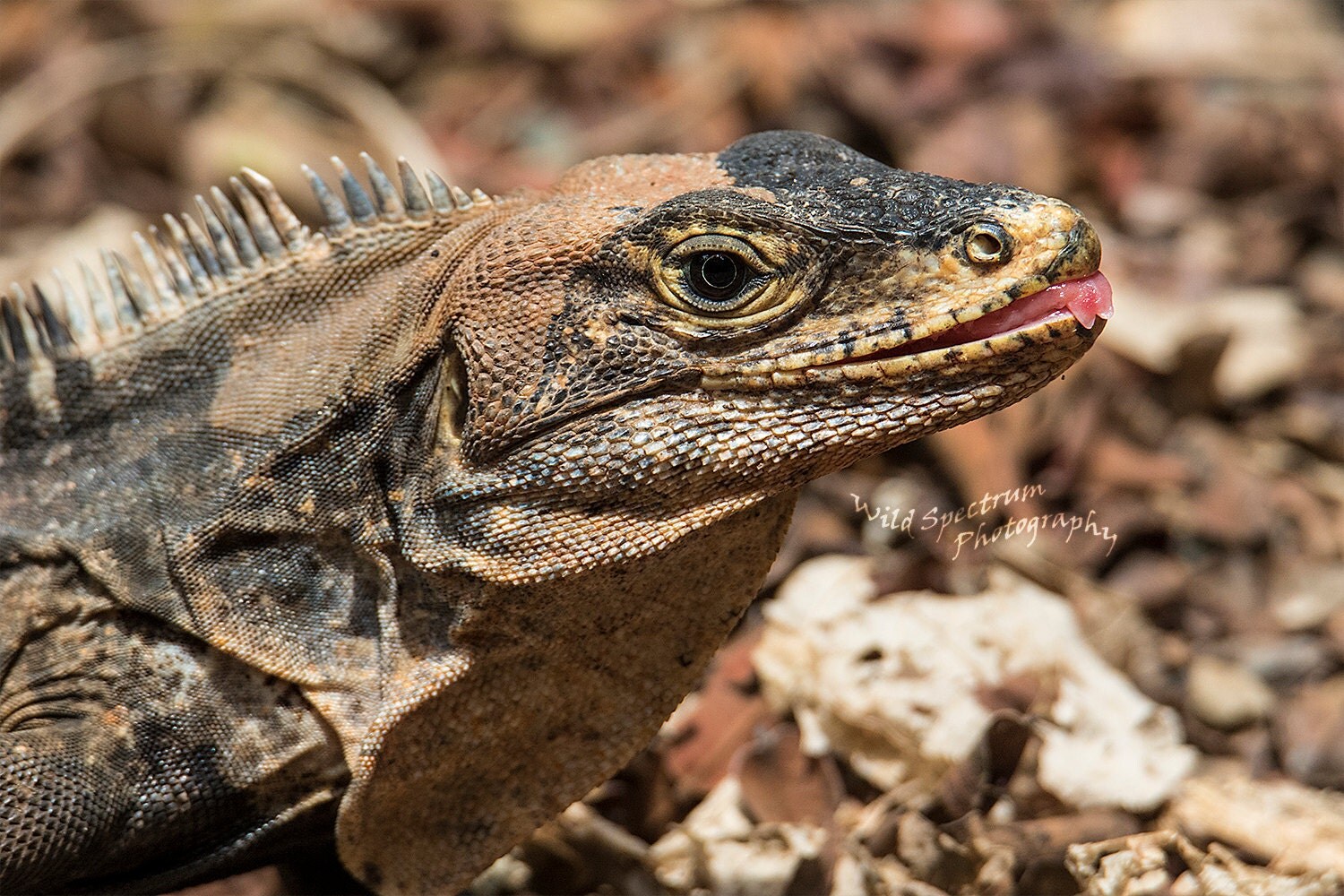 Black Iguana