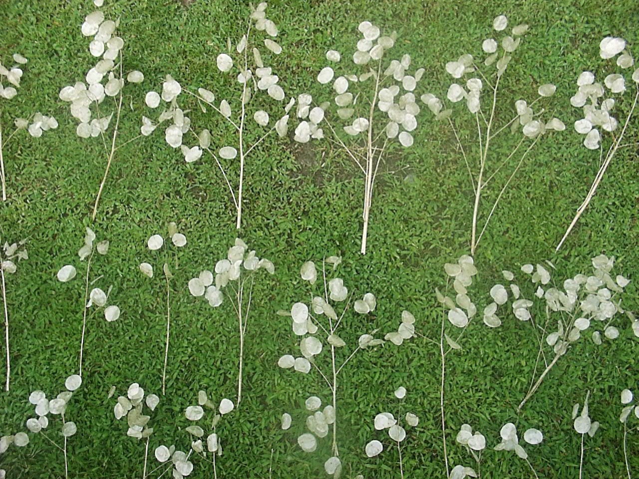 Beautiful Dried Money Plant Lunaria Silver Dollar Stems 4