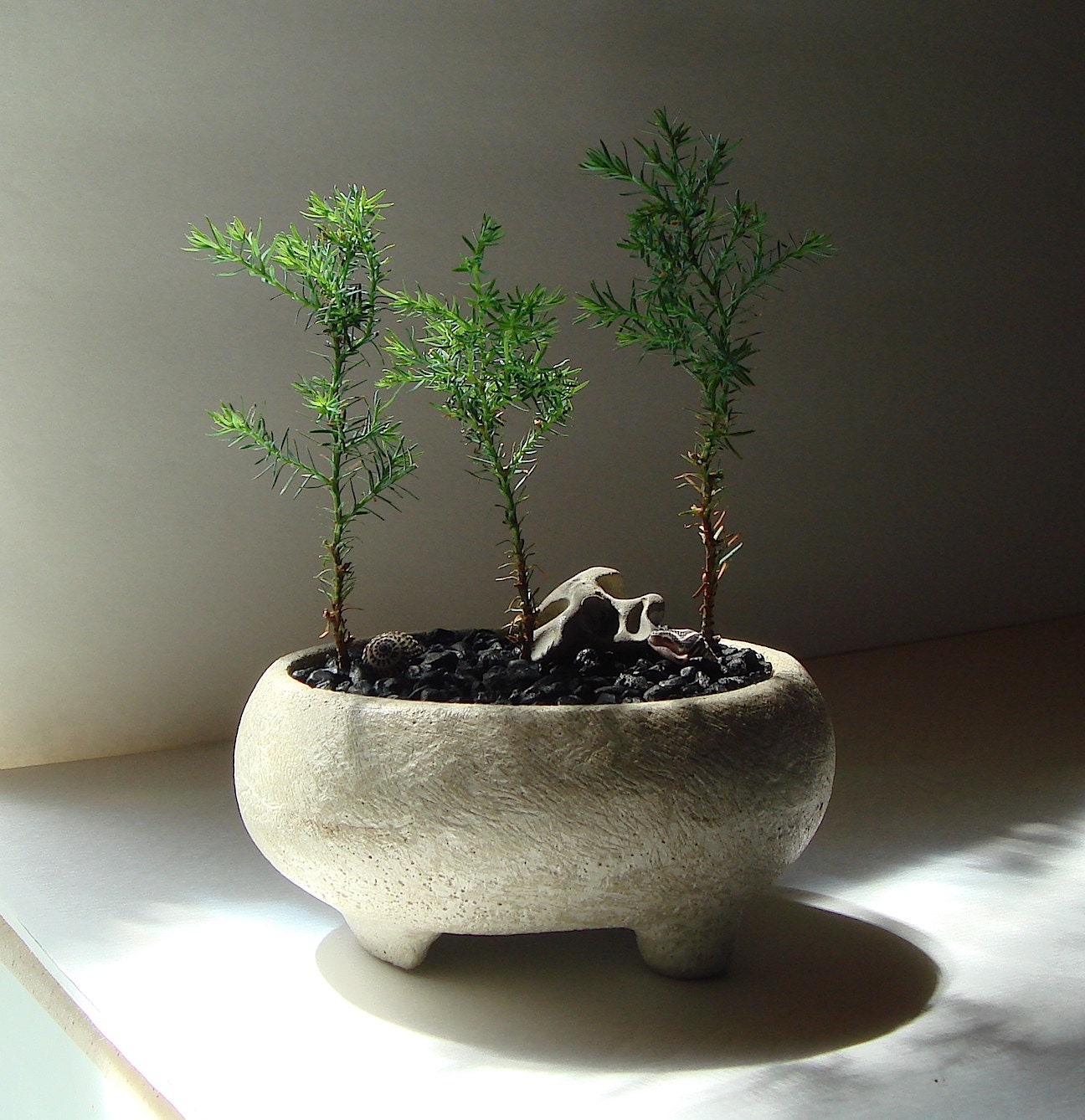  Bonsai  Footed Handmade Concrete  Bowl Pot  Planter by MyZen 