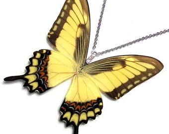 Real Butterfly Wing Necklace / Pendant (whole Papilio Lycophron Butterfly - W037)