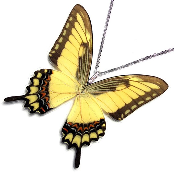 Download Real Butterfly Wing Necklace / Pendant whole Papilio