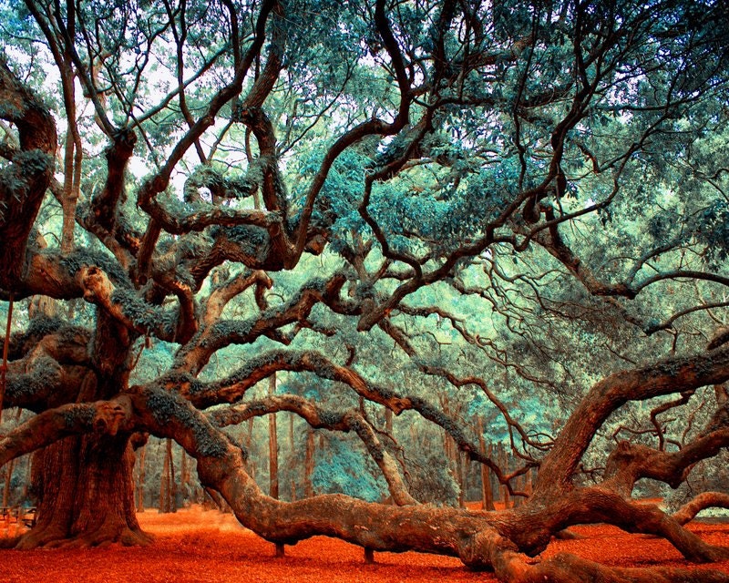 Oak Tree Charleston SC Art Oak Tree Print Angel Oak Angel