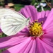 butterflyjen37
