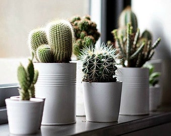 Windowsill Cactus Collection, 100 rare seeds, five fancy varieties, drought tolerant, container garden, desert garden, great hostess gift