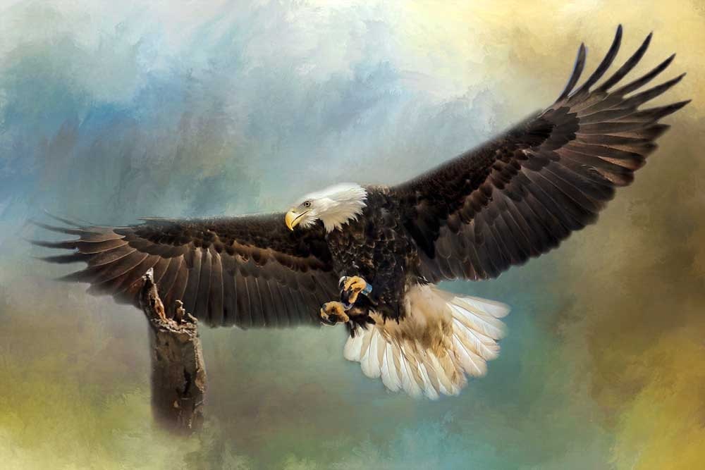 Bald Eagle Art Flying Digital Art Approaching His Perch