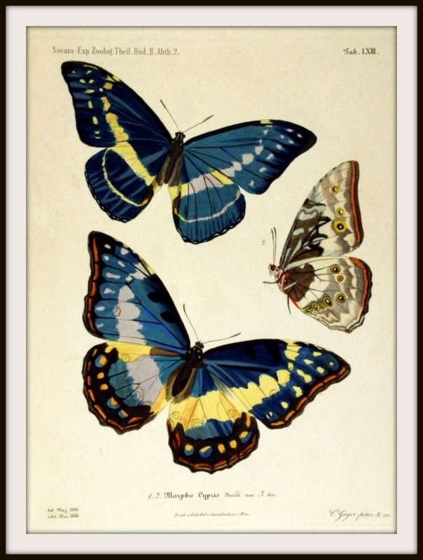 Art Print Butterfly Butterflies Victorian 1866 Print 8 x 10
