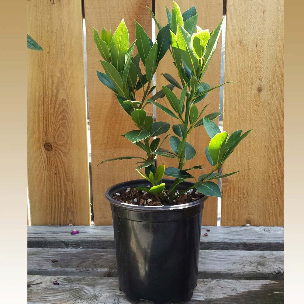 Bay Laurel Plant Potted Grown Organic in 2.6 Quart Container