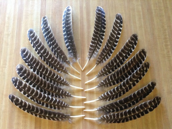 14-rounded-wild-turkey-wing-feathers-excellent-condition