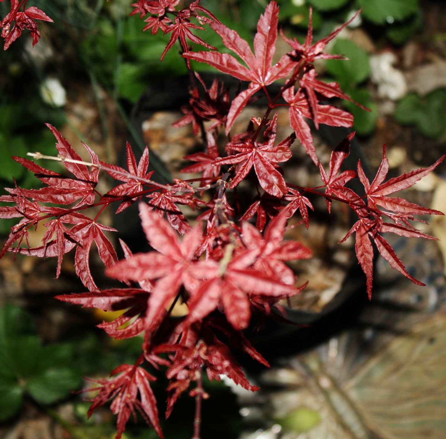 Live Beni Komachi Japanese Maple Tree Graft by TheMapleTreeLady