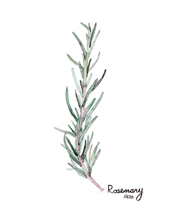 rosemary herb painting print from by thecolorfulcatstudio rosemary herb painting print from by thecolorfulcatstudio