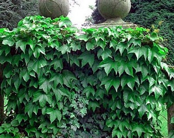 Boston Red Sox Ivy Plant - Parthenocissus - Climbs Walls - 2.5" Pot