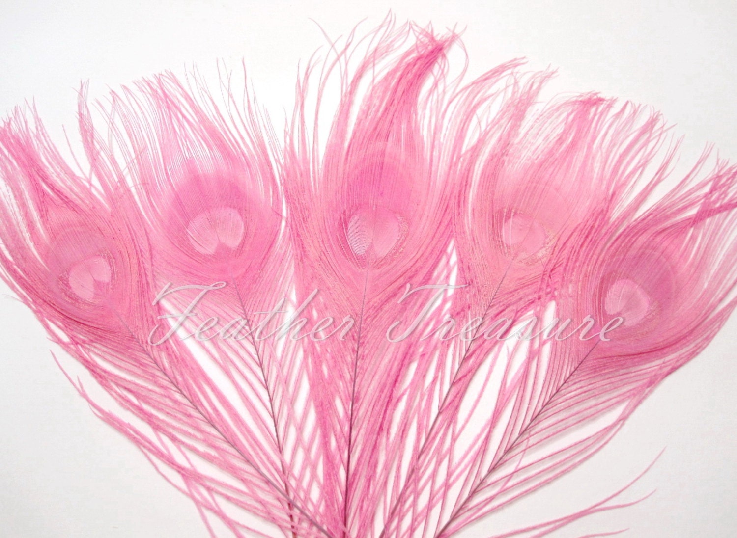 Selected Light Pink Peacock Feathers Dyed By Feathertreasure 2063