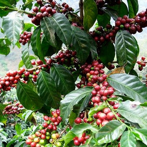 Coffee Arabica Bush Seeds Coffea Arabica Nana 10Seeds