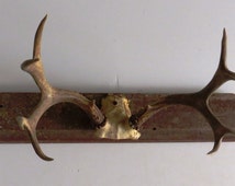 Popular items for deer antler mount on Etsy