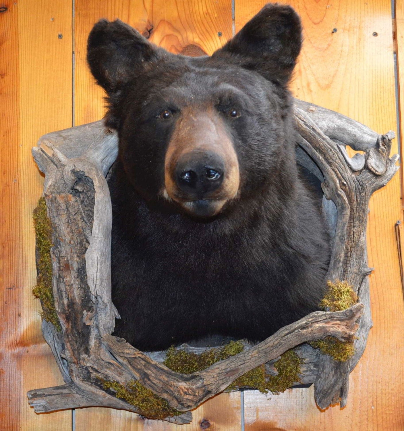 Black Bear Shoulder Mount by ClearCreekTrading on Etsy