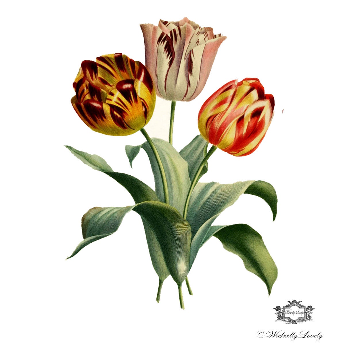 Vintage Tulips 21