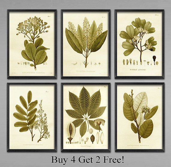 6 Set Vintage Botanical art prints. Recieve all 6 plant prints