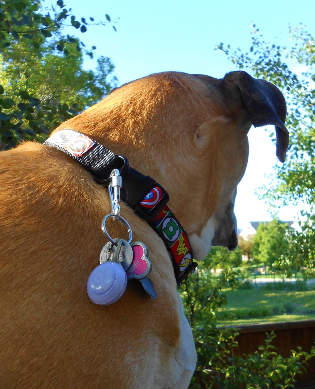 Dog ID tag clip collar carabiner w/ O ring attach dog's