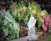 Nature Art Photograph; Fine Art Visual Print, 8" x 10"; Fine Arts Photography; Nature Art Photo; Nature Photography; Garden Art Nature Art Photograph; Fine Art Visual Print, 8" x 10"; Fine Arts Photography; Nature Art Photo; Nature Photography; Garden Art