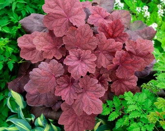 heuchera Lava Lamp (Coral Bells)
