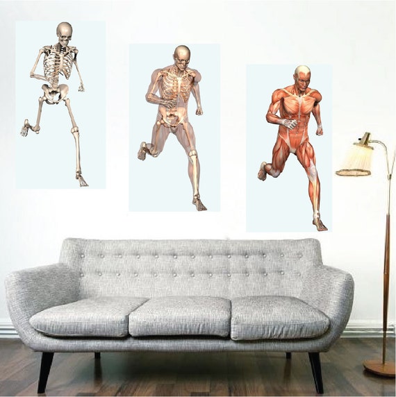 Human Body Wall Decals Skeletal Circulatory and by PrimeDecal