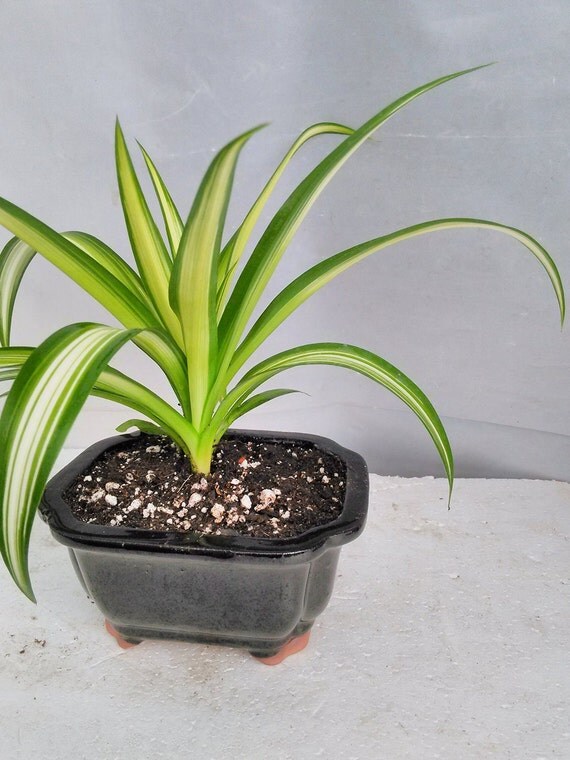 Ocean Spider Plant Bonsai Pot 6x4x2 for Better Growth