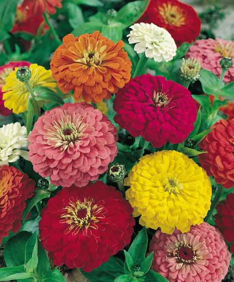 Zinnia Californian giant annuals Flowers Seeds from by Elenaseeds