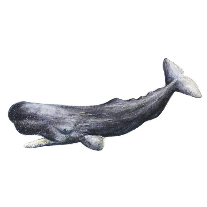 Sperm whale 5X7 print by DaisyChung on Etsy