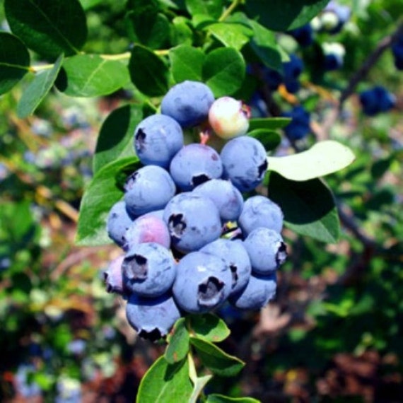 Blueberry Plants Emerald Southern Highbush