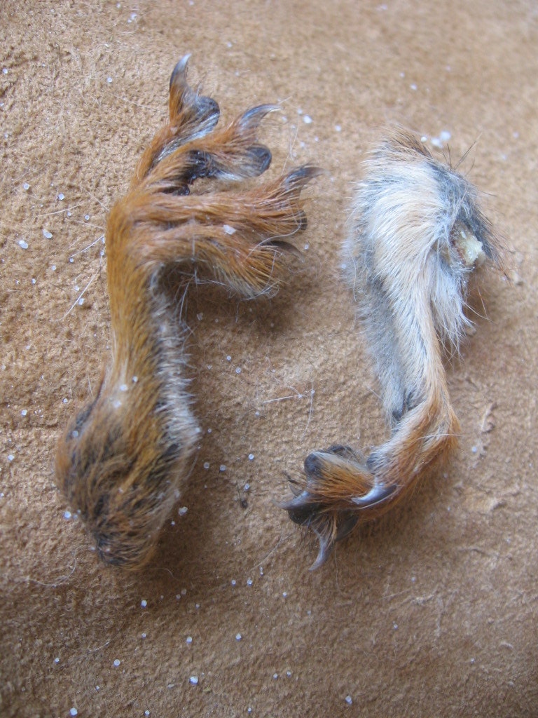 squirrel feet two salt cured wild squirrel by CatamountProvisions