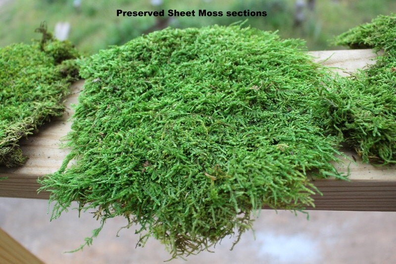 Carpet MossPRESERVED MossSheet mossQuart bagWedding