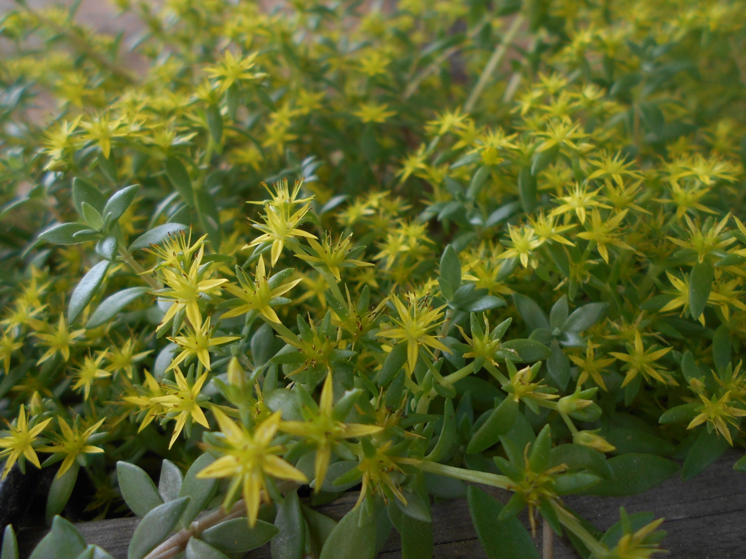 Sedum Succulent String Stonecrop 20 Stem Cuttings Creeping