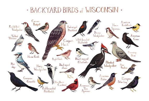 wisconsin backyard birds field guide art print watercolor wisconsin backyard birds field guide art print watercolor