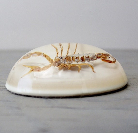 Vintage Lucite Scorpion Paperweight Lucite Dome Paperweight