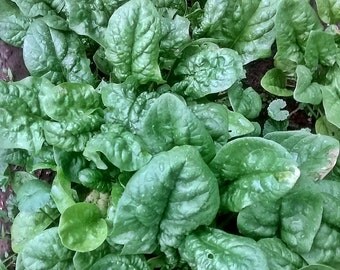 Bloomsdale Long Standing Heirloom Spinach Seeds Non GMO