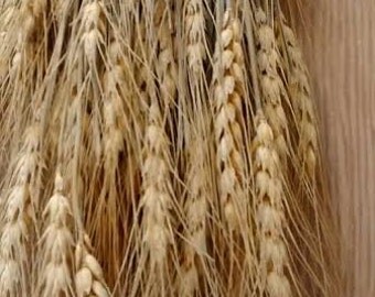 Dried Wheat Bunches - Dried wheat bundles/wheat for weddings/golden wheat/wheat stalks/wheat centerpieces/wheat wedding bouquets
