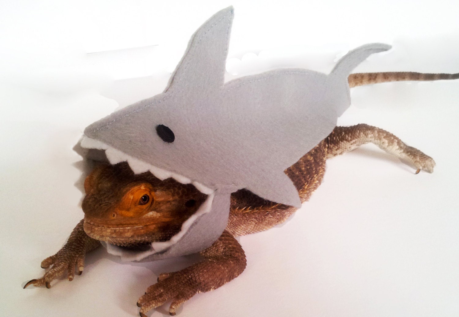 Bearded Dragon Clothing Shark TWO colours Bearded Dragon Clothing Shark TWO colours