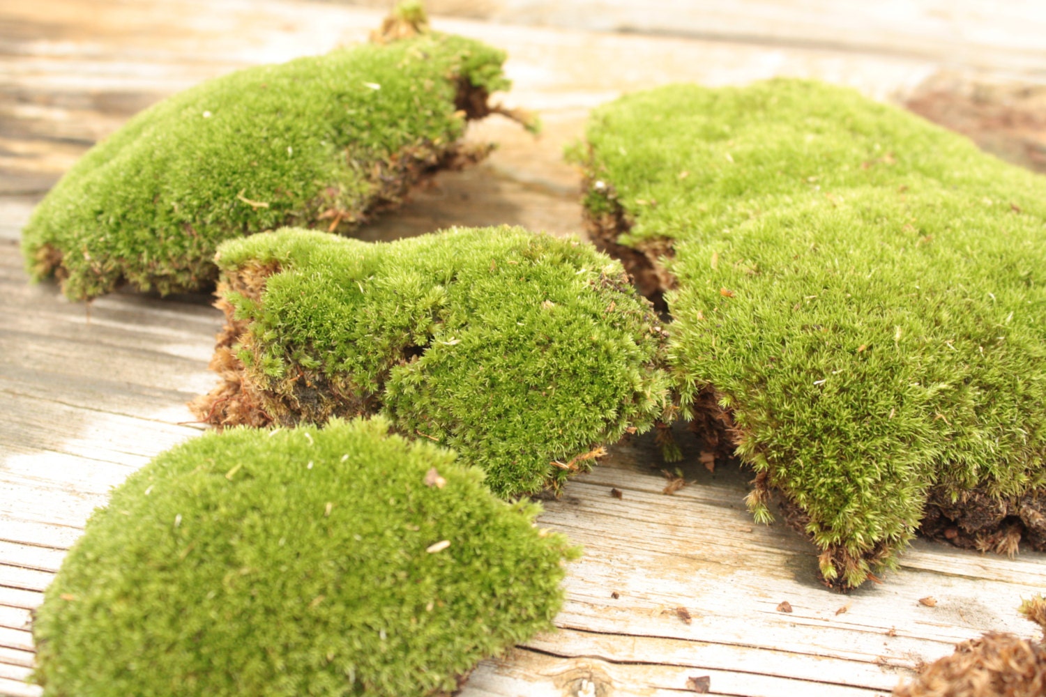 Pincushion/Cushion Moss Live Cushion Moss From by MossAndMore