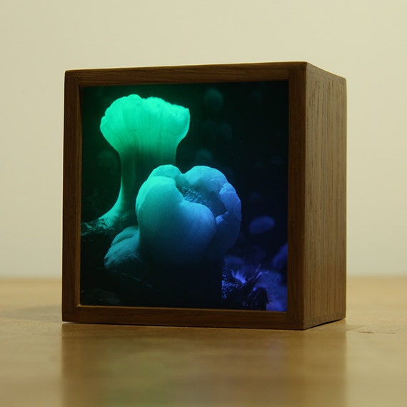 LED Photo ColorChanging Light Box