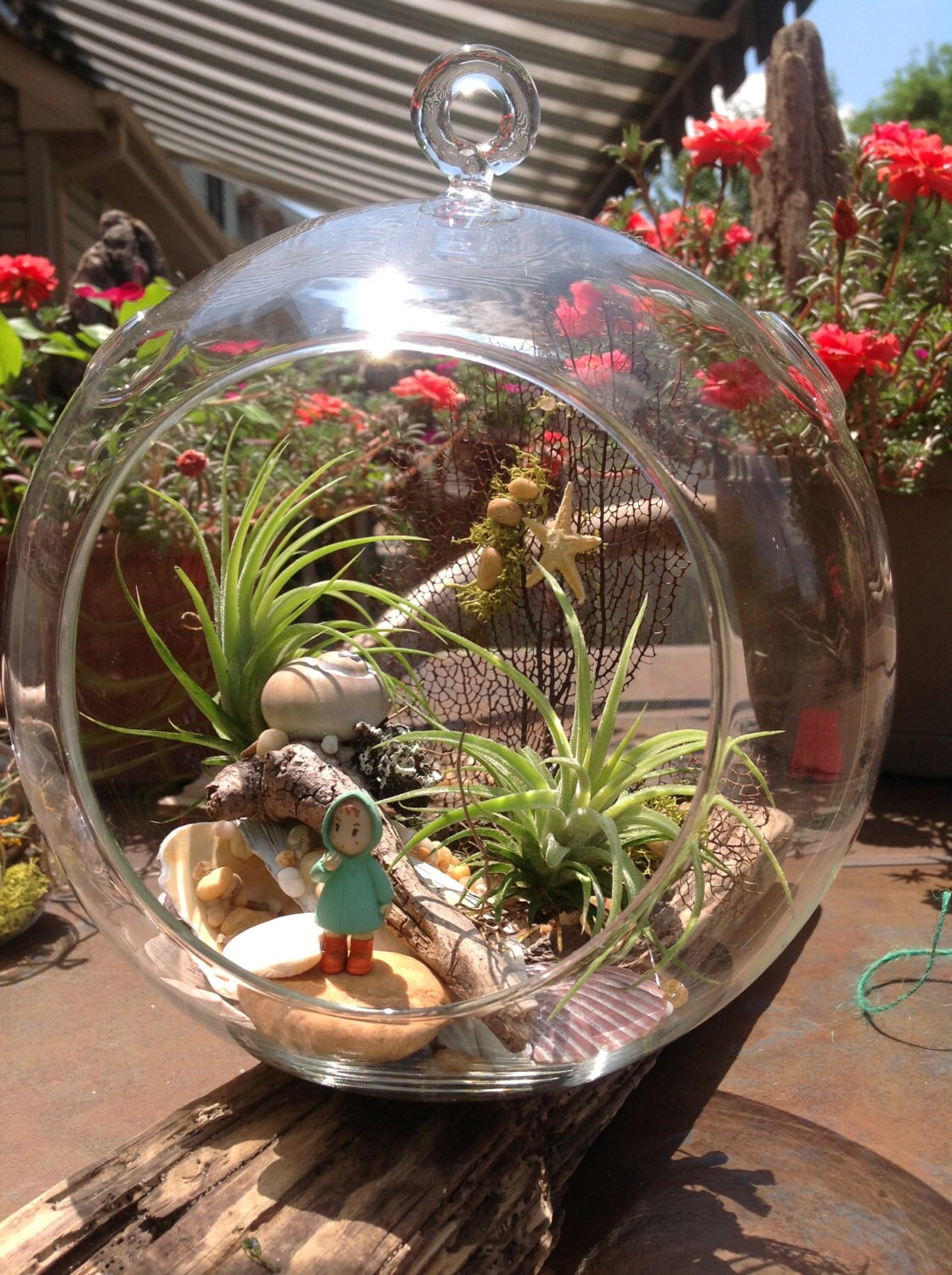 Air Plant Terrarium KitEX LARGE Globe Glass Vase by NKDecor