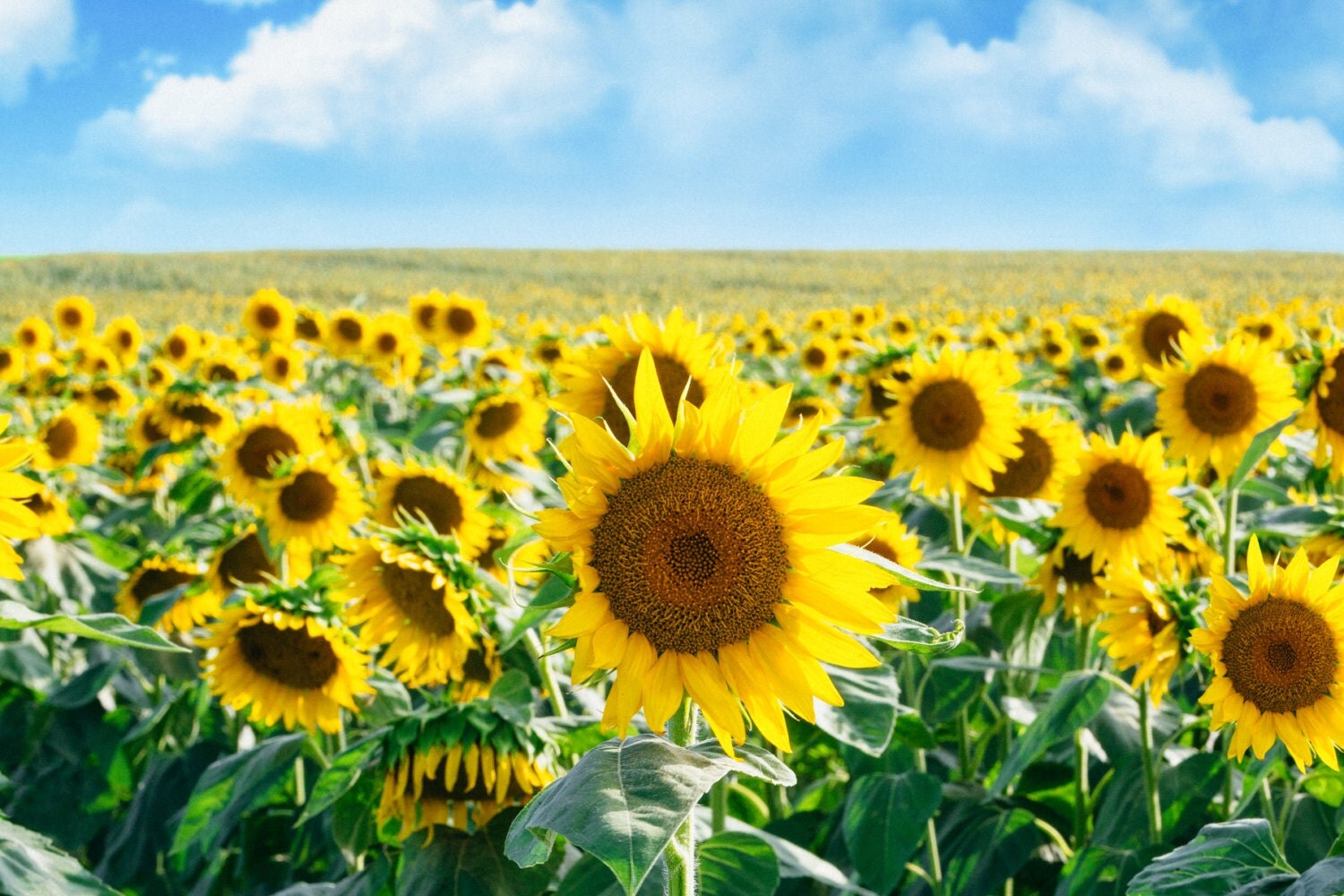 Sunflower Field in Rural Texas Sunflower Decor Sunflower