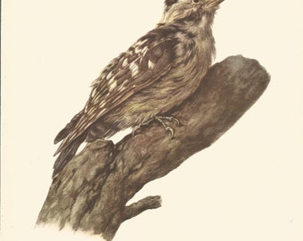 vintage great spotted woodpecker original 1959 ornithological bird print by e dermartini