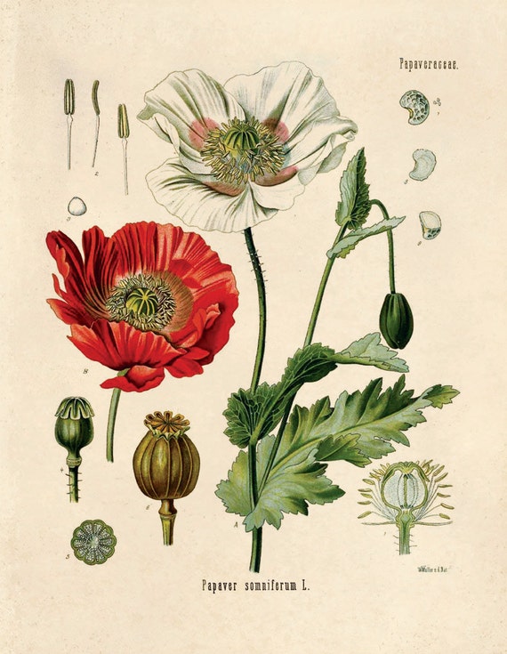 Botanical Papaver somniferum Opium Poppy Print. Educational