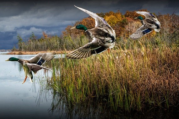 Mallard Drake Ducks Flying in for a Landing on a Midwest