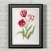 Tulip print. Botanical print. Botanical art. by ariadnathread